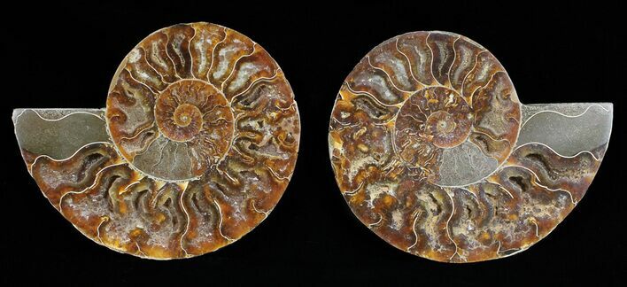 Polished Ammonite Pair - Agatized #54304